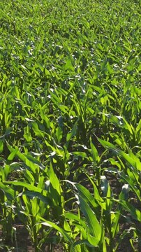 Vertical video of a green corn field seen from above