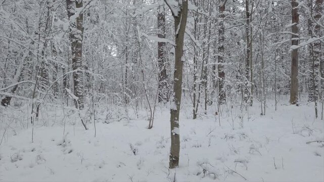 Winter woodland path surrounded by snow-covered trees