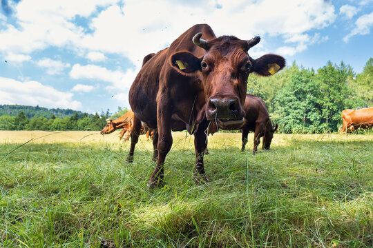 Curious brown cow looking at camera in green summer pasture. Low angle rural livestock scene.