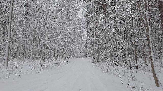 Snow-covered forest with a quiet winter trail