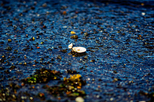 Solitary white seashell on wet volcanic black sand beach macro in Akranes Iceland