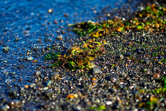 Green seaweed and pebbles on wet black sand beach macro