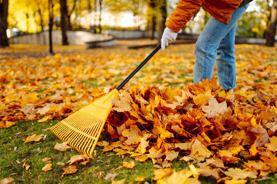 Young female volunteer works with a rake in a park covered in yellow leaves. Woman with a yellow rake gathers fallen leaves at sunset. Concept of ecology, cleanup, and the changing seasons.