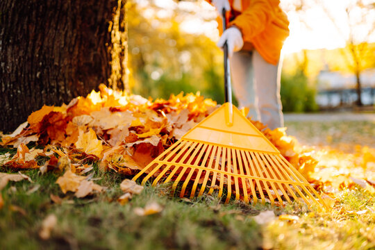Young female volunteer works with a rake in a park covered in yellow leaves. Woman with a yellow rake gathers fallen leaves at sunset. Concept of ecology, cleanup, and the changing seasons.