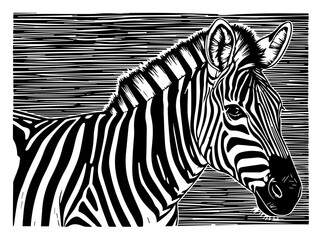 Fototapeta premium Zebra head portrait woodcut illustration, vintage safari animal engraving, african wildlife linocut vector art