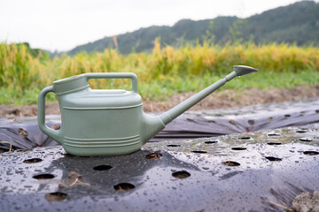 Green watering can resting on rain-soaked black mulch beside a rice paddy © kt