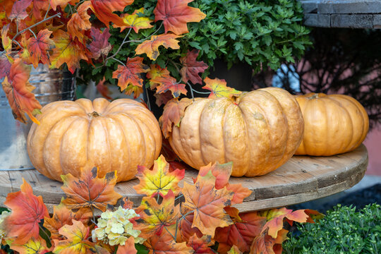 Pumpkins surrounded by colorful autumn leaves and greenery in daylight