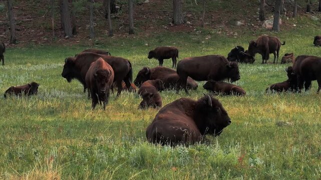american bison herd in south dakota field