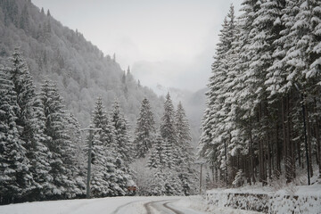 Fototapeta premium Scenic winter road winding through a snow-covered pine forest with dense evergreen trees and misty mountain peaks, creating a calm and frosty seasonal wilderness.
