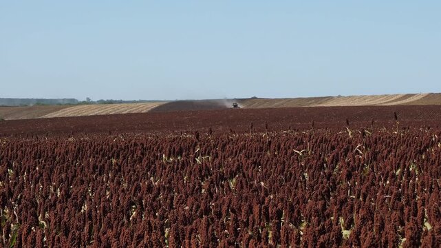 Combine harvester working in a red sorghum field