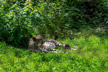 A cheetah in captivity © Richard Nantais