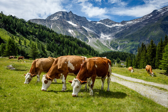 Cows grazing in a green valley near mountains