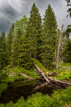 A forest scene in Rainforest near a calm water body takes shape
