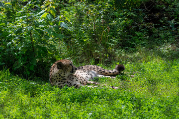 A cheetah in captivity © Richard Nantais