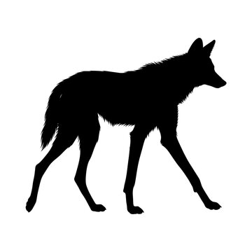 Coyote silhouette on white background, black wolf profile isolated, wild jackal or dingo shape for logo design and nature branding
