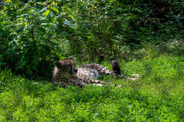 A cheetah in captivity © Richard Nantais