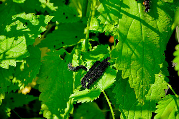 Gąsienice rusałki pawik żerujące na pokrzywie, grupa czarnych gąsienic rusałki pawik na liściu, Rusałka pawik (Aglais io), group of black peacock butterfly caterpillars feeding on a nettle plant © kateej