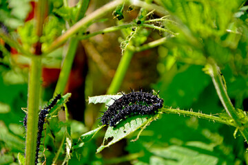 Gąsienice rusałki pawik żerujące na pokrzywie, grupa czarnych gąsienic rusałki pawik na liściu, Rusałka pawik (Aglais io), group of black peacock butterfly caterpillars feeding on a nettle plant © kateej