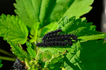 Gąsienice rusałki pawik żerujące na pokrzywie, grupa czarnych gąsienic rusałki pawik na liściu, Rusałka pawik (Aglais io), group of black peacock butterfly caterpillars feeding on a nettle plant © kateej