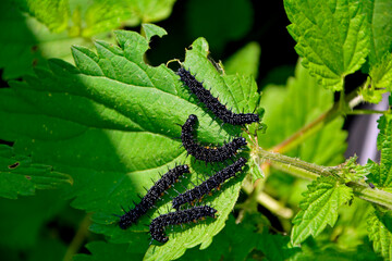 Gąsienice rusałki pawik żerujące na pokrzywie, grupa czarnych gąsienic rusałki pawik na liściu, Rusałka pawik (Aglais io), group of black peacock butterfly caterpillars feeding on a nettle plant © kateej