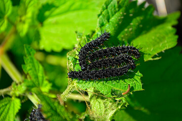 Gąsienice rusałki pawik żerujące na pokrzywie, grupa czarnych gąsienic rusałki pawik na liściu, Rusałka pawik (Aglais io), group of black peacock butterfly caterpillars feeding on a nettle plant © kateej