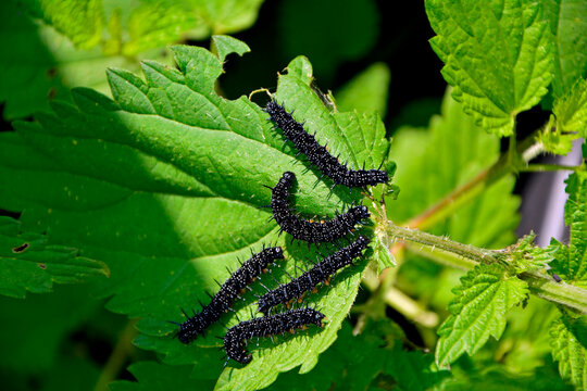 Gąsienice rusałki pawik żerujące na pokrzywie, grupa czarnych gąsienic rusałki pawik na liściu, Rusałka pawik (Aglais io), group of black peacock butterfly caterpillars feeding on a nettle plant