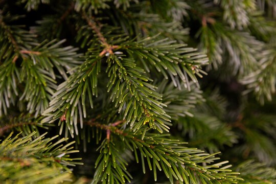 Branches de sapin vert en gros plan, texture naturelle d'aiguilles