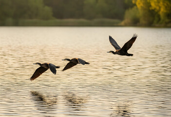Fototapeta na wymiar Migration and wildlife conservation, three cormorants flying in formation over a calm lake at sunset with golden light reflecting on the water surface