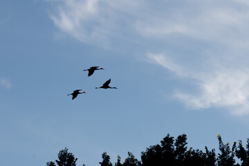 Fototapeta premium Three Sandhill Cranes Flying in Formation Across a Blue Sky