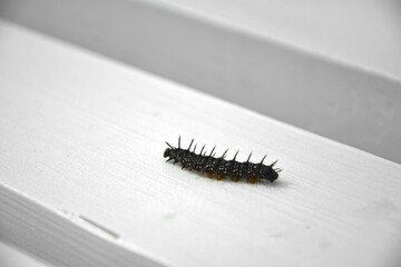 gąsienica motyla rusałki na białym tle, Rusałka pawik (Aglais io), czarna gąsienica rusałki na białym tle, cbutterfly caterpillar on a white background, black nymphalid caterpillar  © kateej