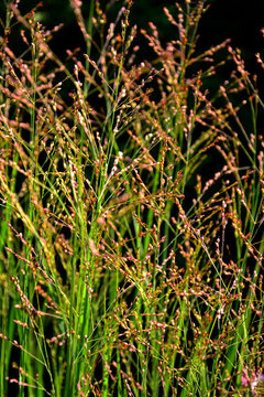 Proso r&oacute;zgowate (Panicum virgatum), trawa ozdobna, Ornamental grass in the garden, switchgrass, panic grass