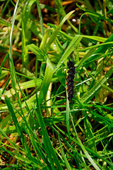 larwa motyla rusałki na liściu, Rusałka pawik (Aglais io), czarna larwa rusałki na liściu, caterpillar of the Peacock butterfly , Inachis io, Peacock eye crawling on a green blade of grass  © kateej