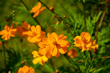 Kosmos siarkowy (Cosmos sulphureus), jednoroczna roślina ozdobna z rodziny astrowatych (Asteraceae), sulfur cosmos, yellow cosmos, an annual ornamental plant of the aster family. © kateej