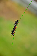 larwa motyla rusałki na liściu, Rusałka pawik (Aglais io), czarna larwa rusałki na liściu, caterpillar of the Peacock butterfly , Inachis io, Peacock eye crawling on a green blade of grass  © kateej