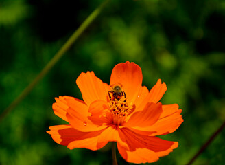 Kosmos siarkowy (Cosmos sulphureus), jednoroczna roślina ozdobna z rodziny astrowatych (Asteraceae), sulfur cosmos, yellow cosmos, an annual ornamental plant of the aster family, Cosmos with bee  © kateej