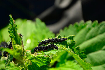 Gąsienice rusałki pawik żerujące na pokrzywie, grupa czarnych gąsienic rusałki pawik na liściu, Rusałka pawik (Aglais io), group of black peacock butterfly caterpillars feeding on a nettle plant © kateej