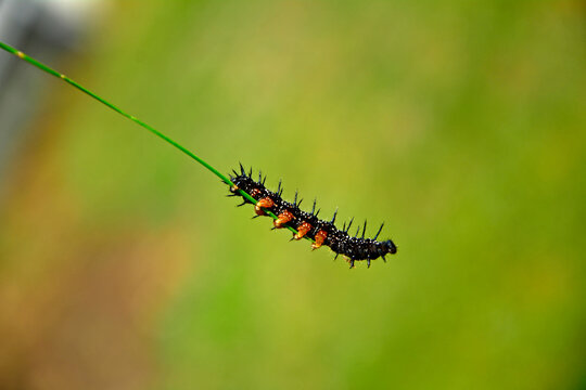 larwa motyla rusałki na liściu, Rusałka pawik (Aglais io), czarna larwa rusałki na liściu, caterpillar of the Peacock butterfly , Inachis io, Peacock eye crawling on a green blade of grass	