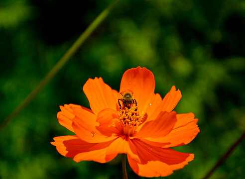 Kosmos siarkowy (Cosmos sulphureus), jednoroczna roślina ozdobna z rodziny astrowatych (Asteraceae), sulfur cosmos, yellow cosmos, an annual ornamental plant of the aster family, Cosmos with bee
