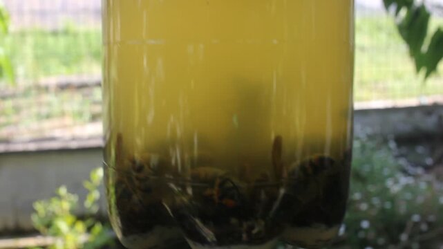 Homemade Asian Hornet Trap Made from Plastic Bottle