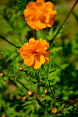 Kosmos siarkowy (Cosmos sulphureus), jednoroczna roślina ozdobna z rodziny astrowatych (Asteraceae), sulfur cosmos, yellow cosmos, an annual ornamental plant of the aster family. © kateej