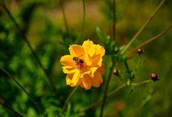 Kosmos siarkowy (Cosmos sulphureus), jednoroczna roślina ozdobna z rodziny astrowatych (Asteraceae), sulfur cosmos, yellow cosmos, an annual ornamental plant of the aster family, Cosmos with bee  © kateej