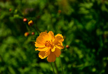 Kosmos siarkowy (Cosmos sulphureus), jednoroczna roślina ozdobna z rodziny astrowatych (Asteraceae), sulfur cosmos, yellow cosmos, an annual ornamental plant of the aster family. © kateej