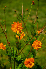 Kosmos siarkowy (Cosmos sulphureus), jednoroczna roślina ozdobna z rodziny astrowatych (Asteraceae), sulfur cosmos, yellow cosmos, an annual ornamental plant of the aster family. © kateej