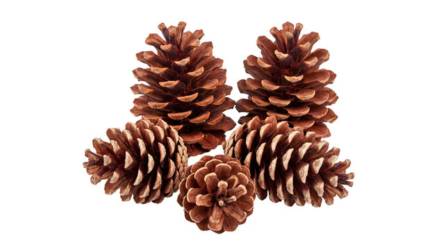 Natural brown pinecones collection, rustic forest pine cones for winter decor, group of five dry woody conifer seeds isolated PNG with Transparent Background