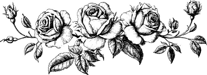 Obraz premium Antique engraved rose border design with detailed roses and leaves for vintage invitation background and stationery decoration
