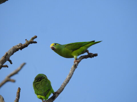 Two green tui parakeets (Brotogeris sanctithomae) perched together against a blue sky.