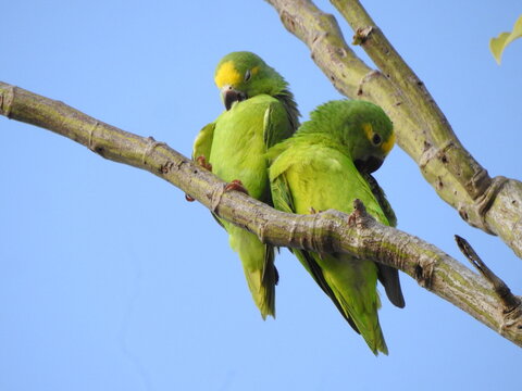 Pair of tui parakeets cuddling (Brotogeris sanctithomae) on a branch, love and affection in wild green parrots.