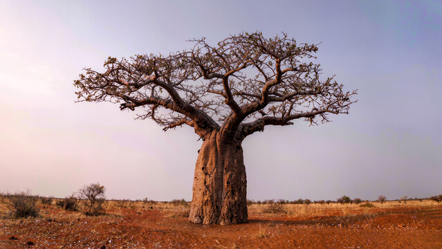 Massive baobab tree standing in dry African savanna landscape under clear sky