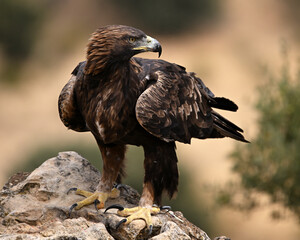 Fototapeta premium Golden Eagle Perched on Branch in Nature