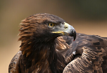 Fototapeta premium Golden Eagle Perched on Branch in Nature